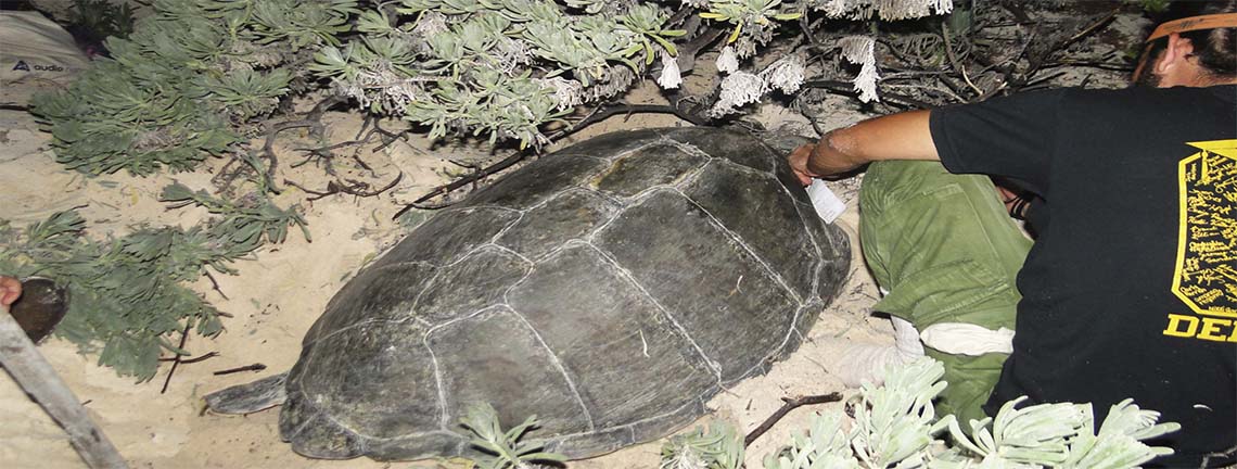Tortue frayant sur la péninsule de Guanahacabibes